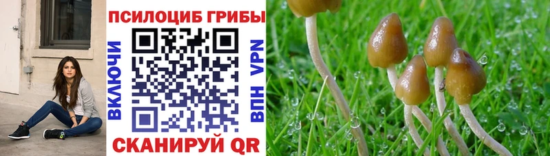 купить   Балашов  Галлюциногенные грибы прущие грибы 